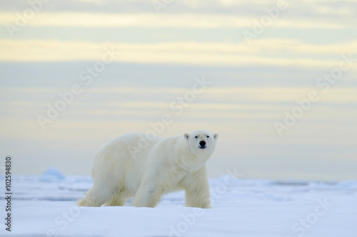 Big polar bear on drift ice with snow, blurred nice yellow and blue sky in background, Svalbard, Norway © ondrejprosicky