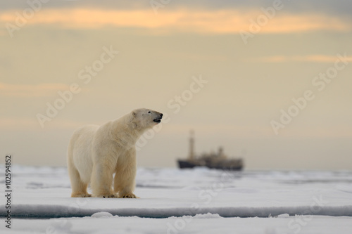 Polar bear on the drift ice with snow, blurred cruise chip in background, Svalbard, Norway