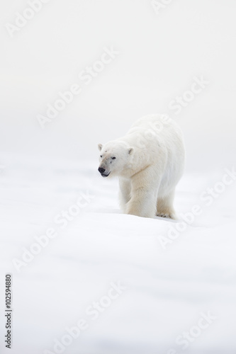 Big polar bear on drift ice with snow, clear white photo, Svalbard, Norway