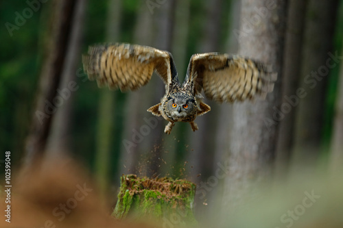 Flying bird Eurasian Eagle Owl with open wings in forest habitat with trees