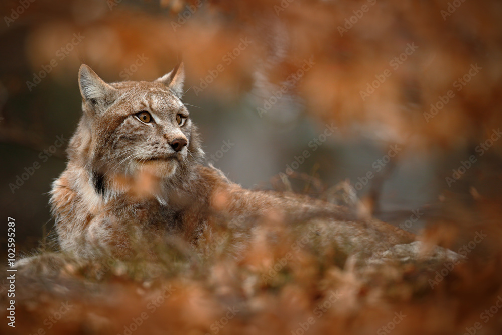 Naklejka premium Eurasian Lynx hidden in orange oak branch duriing autumn