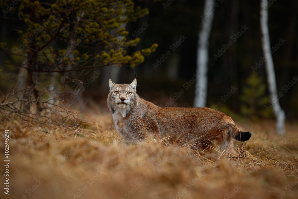 Fototapeta premium Eurasian Lynx in the habitat, birch and pine forest