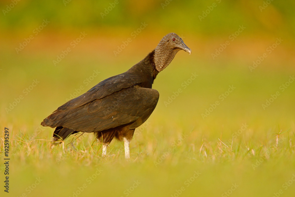 Naklejka premium Ugly black bird Black Vulture, Coragyps atratus, sitting in the green grass, Pantanal, Brazil