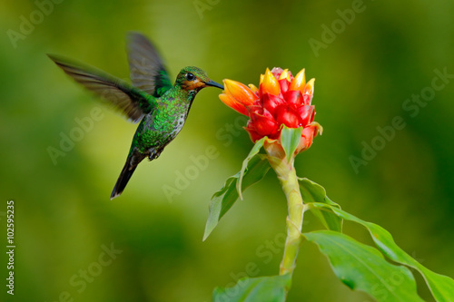 hummingbird Green-crowned Brilliant, Heliodoxa jacula, green bird from Costa Rica flying next to beautiful red flower with clear background, nature habitat, action feeding scene