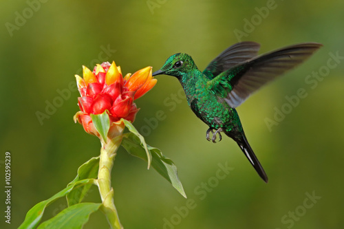 Green hummingbird Green-crowned Brilliant, Heliodoxa jacula, from Costa Rica flying next to beautiful red flower with clear background © ondrejprosicky
