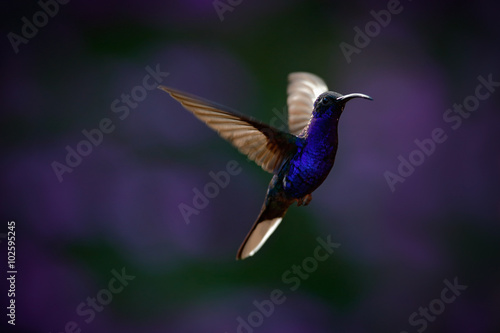 Flying big blue Hummingbird Violet Sabrewing with blurred dark violet flower in background