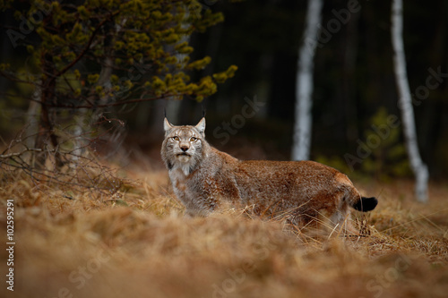  Eurasian Lynx in the habitat  birch and pine forest
