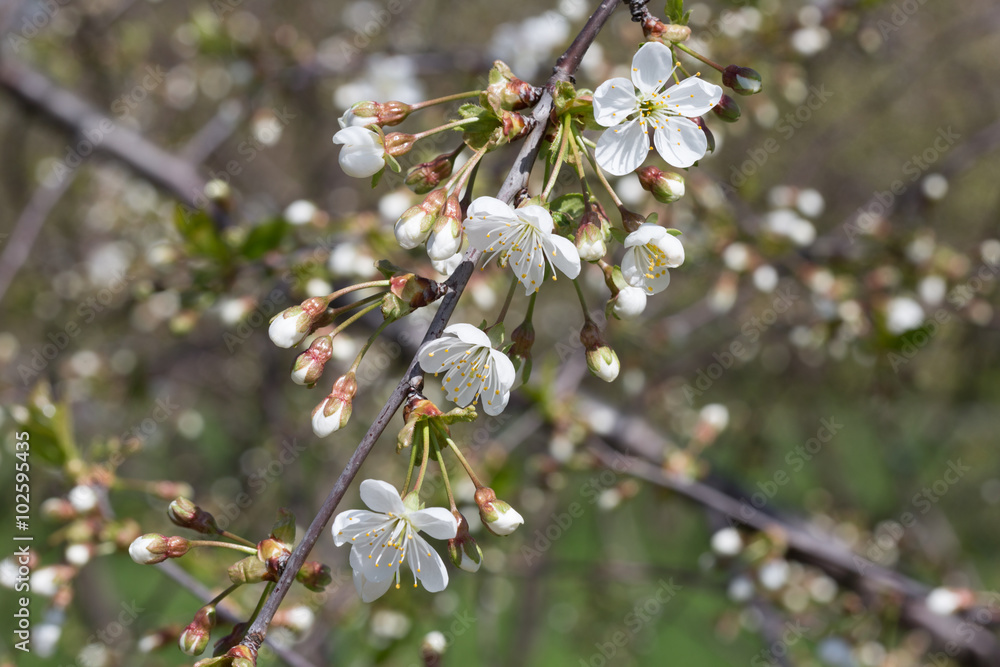 Cherry branch with flowers close up Cherry branch with flowers close up