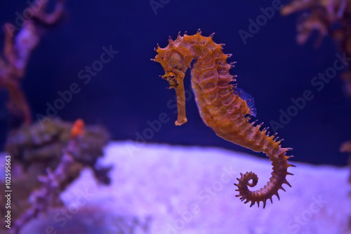 Closeup seahorse in aquarium