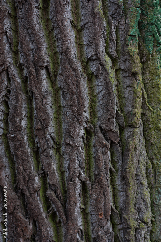 The texture of wood background, bark The texture of wood background, bark