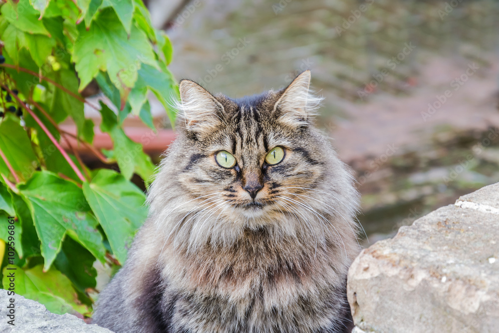 Gatto a pelo lungo con occhi verdi