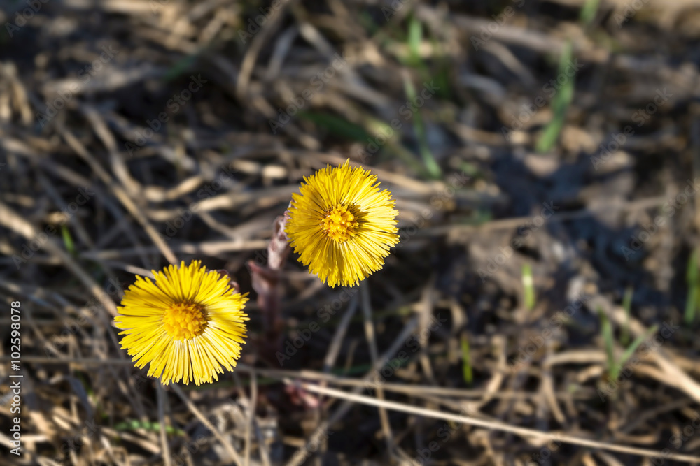 two yellow flower