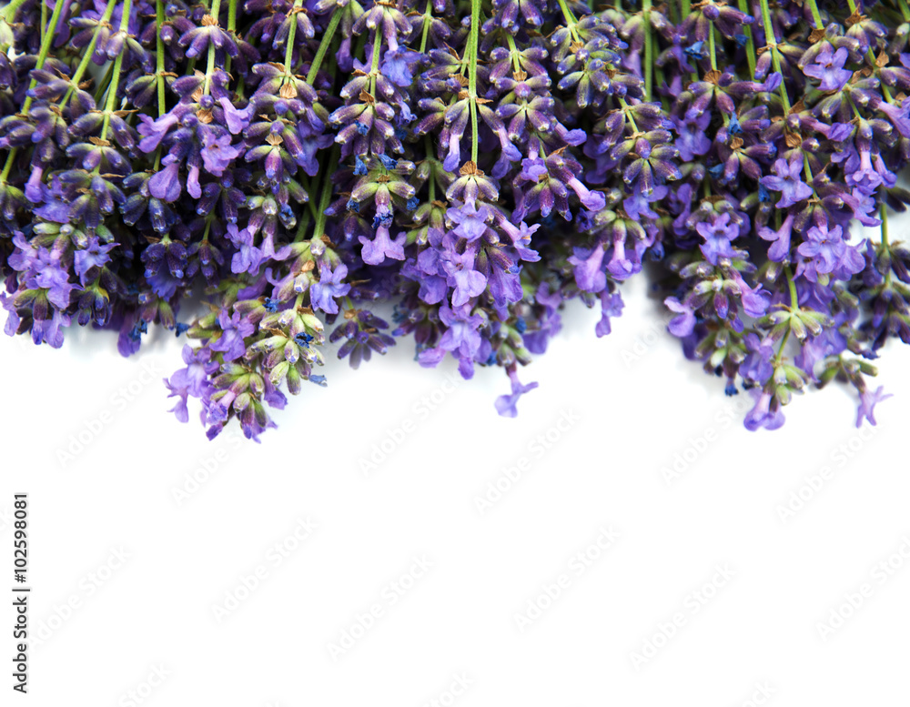 Naklejka premium bunch of lavender