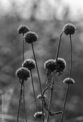 grass flowers beside the road in rural area 