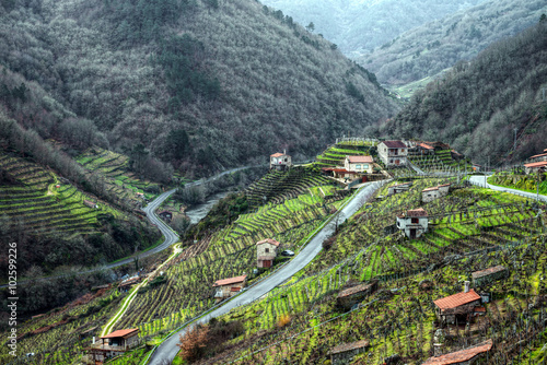 Photos Viñedos en Chantada