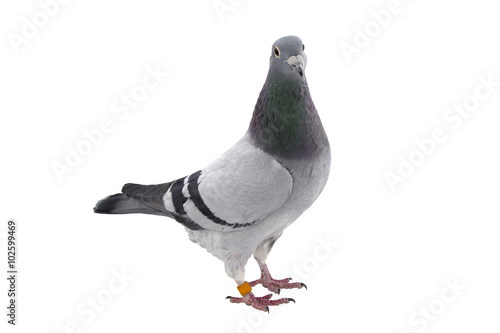 Canvas Print Grey sport pigeon isolated on white