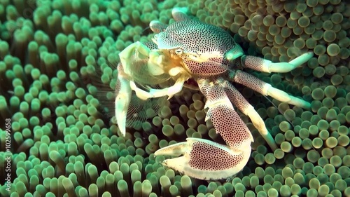 Porcelain crab on anemone catching plankton close up - Macro photo