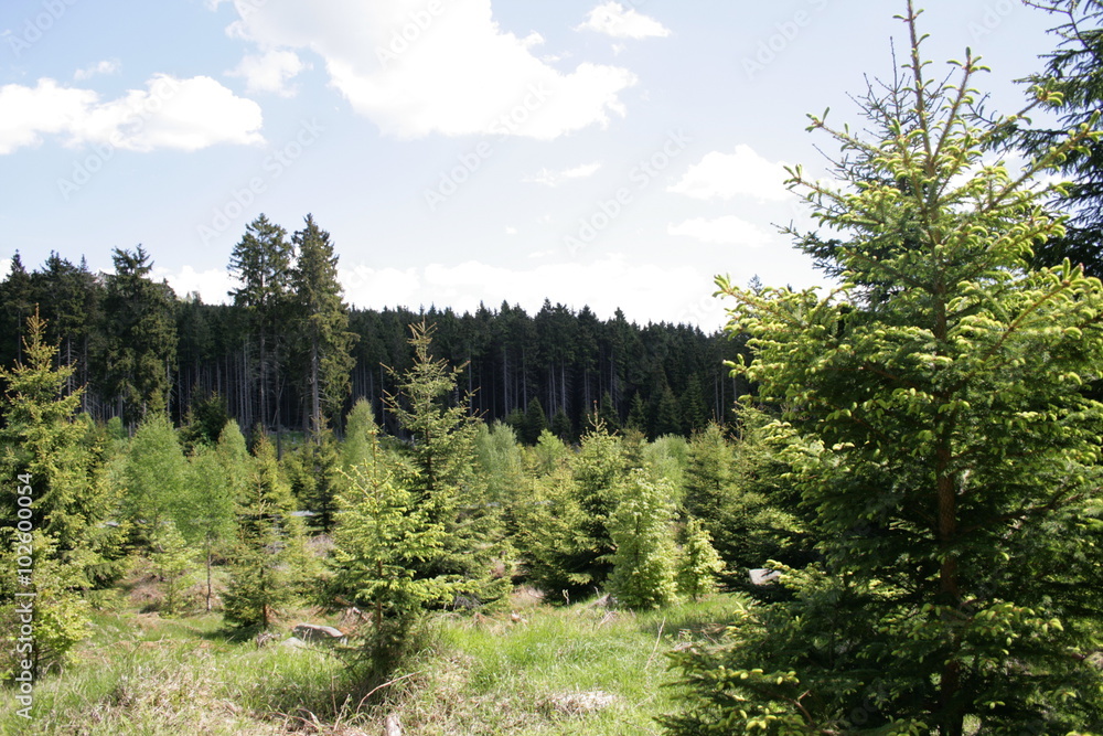 Wandern im Harz 2 Wandern im Harz 2