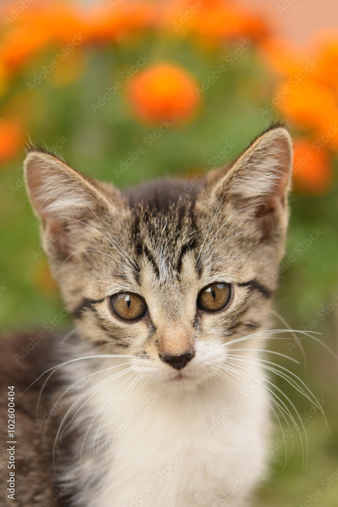 cute kitten cute kitten