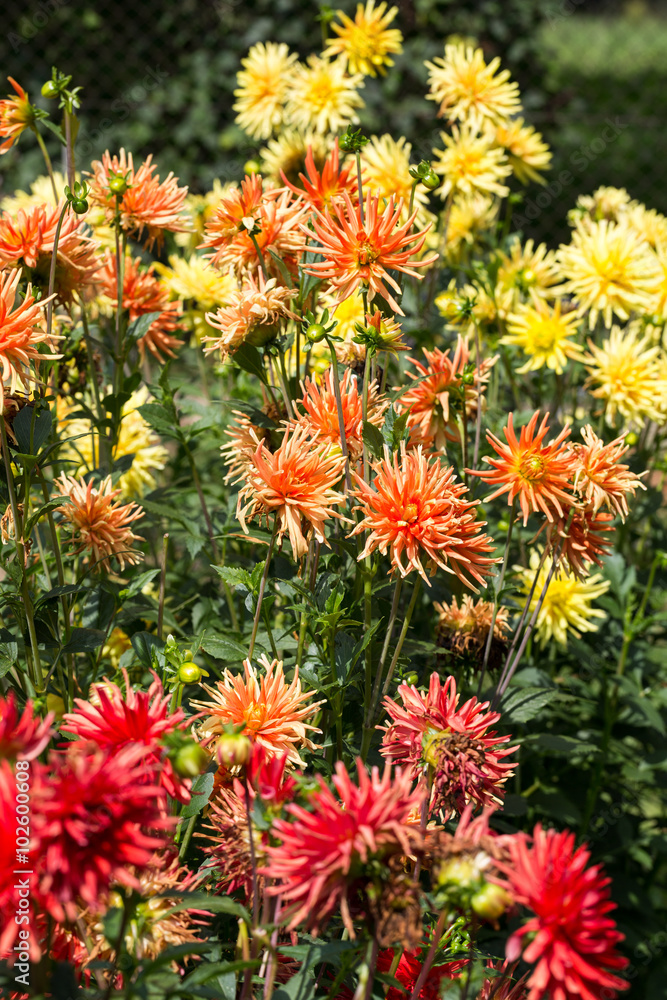 Close up of colorful dahlia flower in garden Close up of colorful dahlia flower in garden
