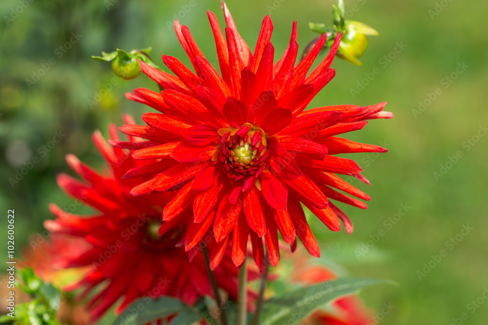 Close up of red dahlia flower in garden Close up of red dahlia flower in garden