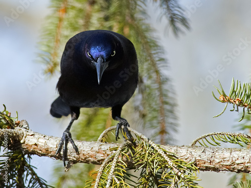 Boat-tailed Grackle Menacing photo