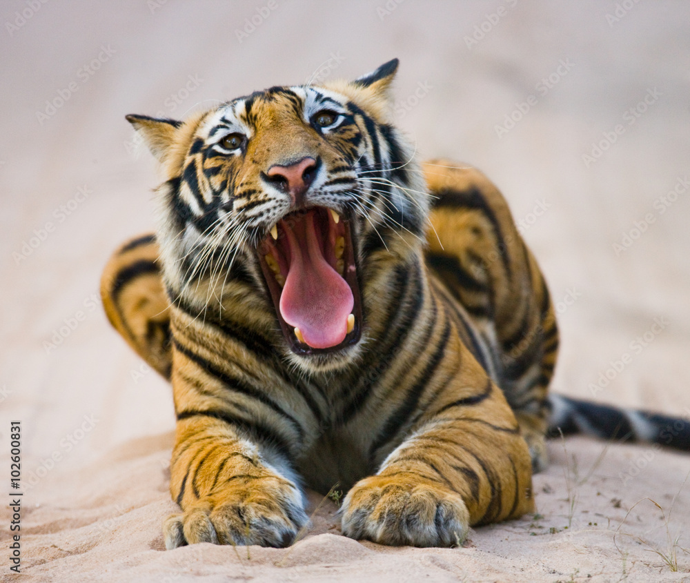 Obraz premium Wild Bengal Tiger lying on the road in the jungle. India. Bandhavgarh National Park. Madhya Pradesh. An excellent illustration.
