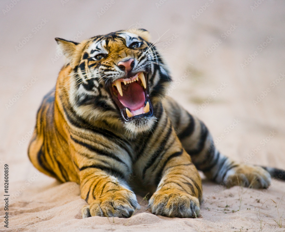 Obraz premium Wild Bengal Tiger lying on the road in the jungle. India. Bandhavgarh National Park. Madhya Pradesh. 