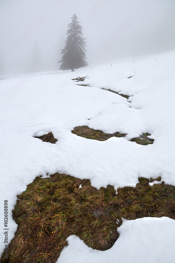 mountain spring and spruce tree on snow mountain spring and spruce tree on snow
