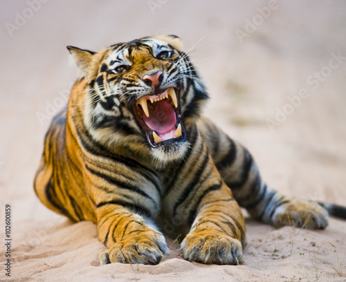 Wild Bengal Tiger lying on the road in the jungle. India. Bandhavgarh National Park. Madhya Pradesh. 