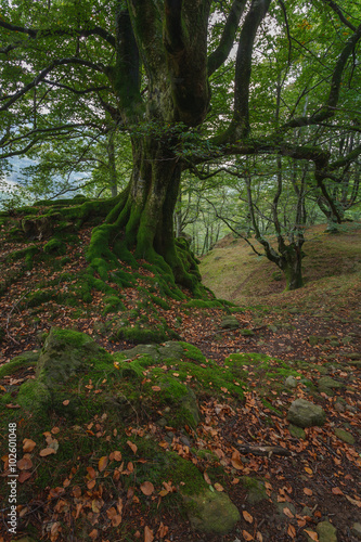 Paisaje de hayas