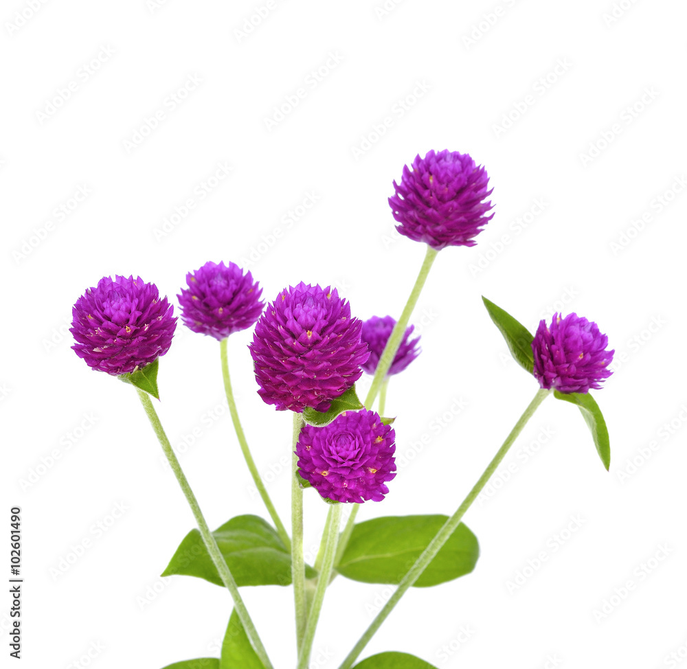Fototapeta premium Globe amaranth beauty flower in white background