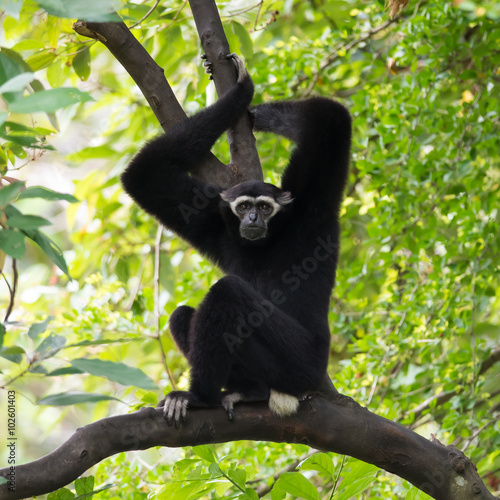 Black Gibbon(White-Cheeked Gibbon)
