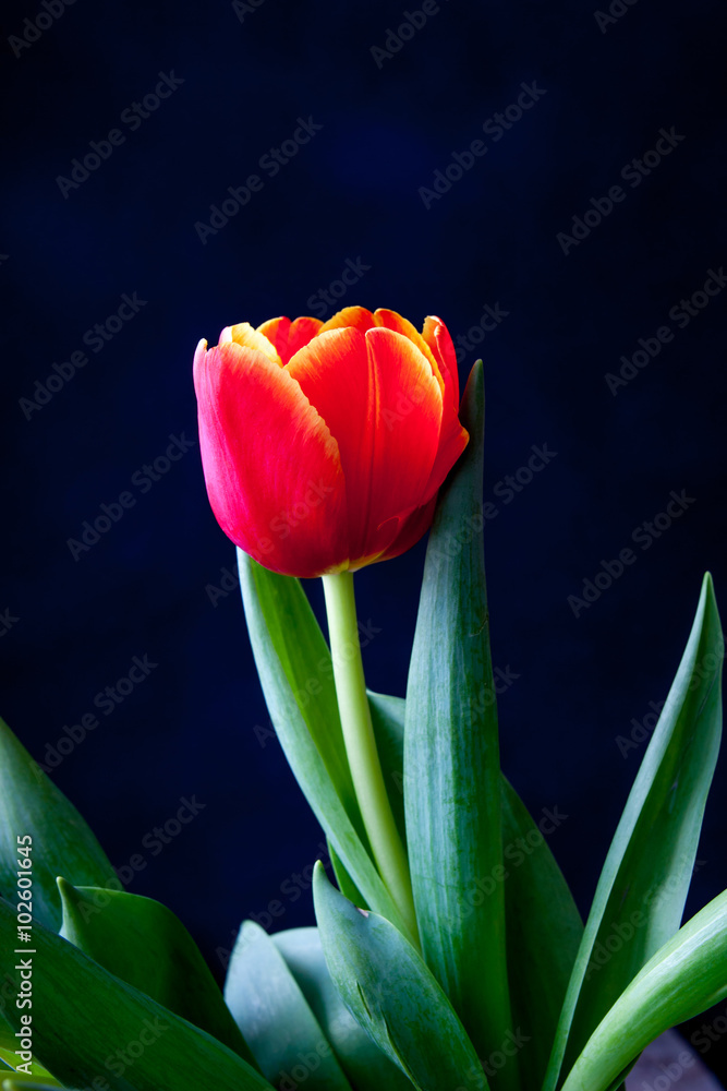 bouquet of tulips in front of spring scene bouquet of tulips in front of spring scene