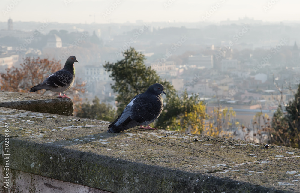 Fototapeta premium Pigeons of Rome