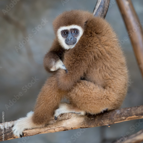Brown Gibbon in the zoo