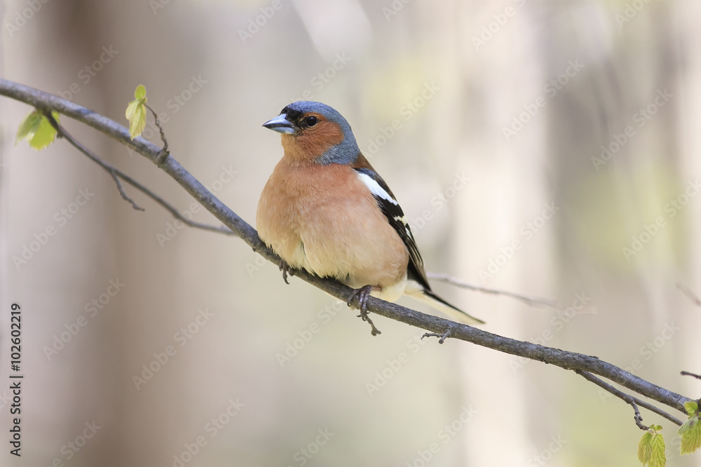 Chaffinch bird singing on branch in spring song Chaffinch bird singing on branch in spring song