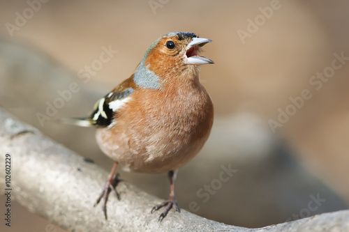 Chaffinch bird singing on branch in spring song