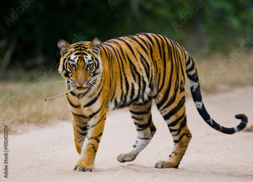 Wild Bengal tiger standing on the road in the jungle. India. Bandhavgarh National Park. Madhya Pradesh. An excellent illustration.