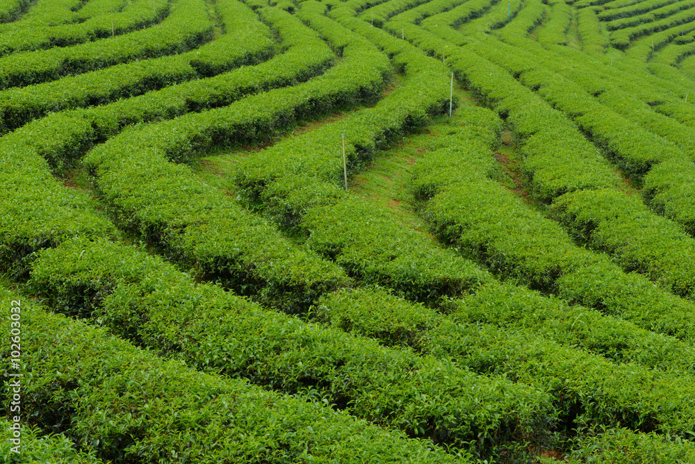 Tea Plantations