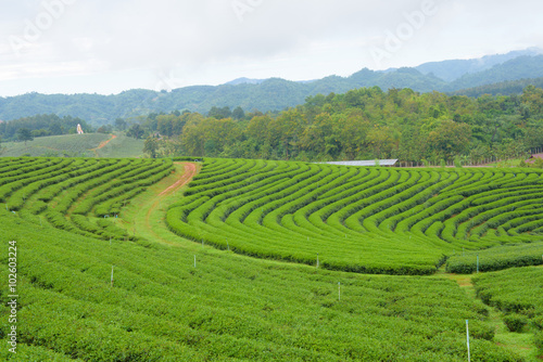 Tea Plantations