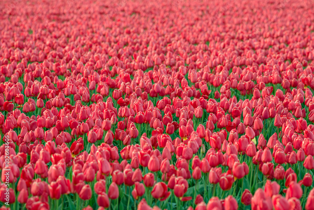 A saturated picture of a field full of red tulips 