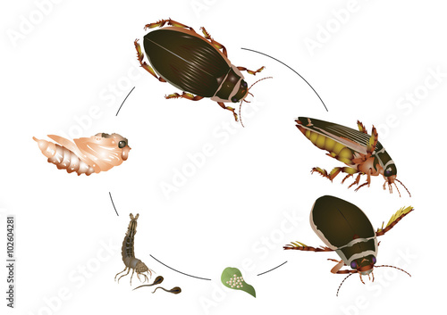 great diving beetle