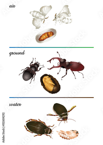 Amazing insect set - metamorphosis