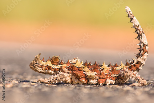 A thorny dragon or thorny devil is lies on an asphalt road. Hopefully not waiting to get drove over by a car.