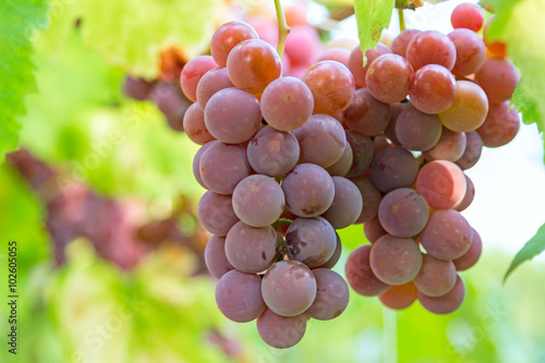 Fotografie Red grapes on branch