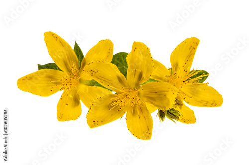 Fényképezés St. John's Wort flowers