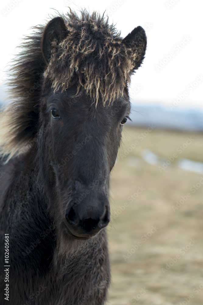 Young icelandhorse with winterfur Young icelandhorse with winterfur