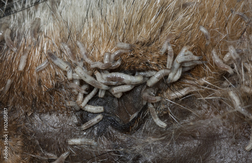 Larvas de mosca en cadáver