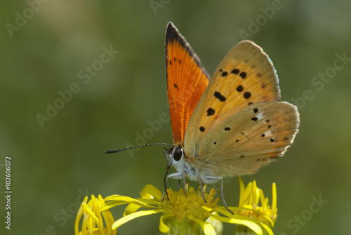 mariposa manto de oro Lycaena virgaureae